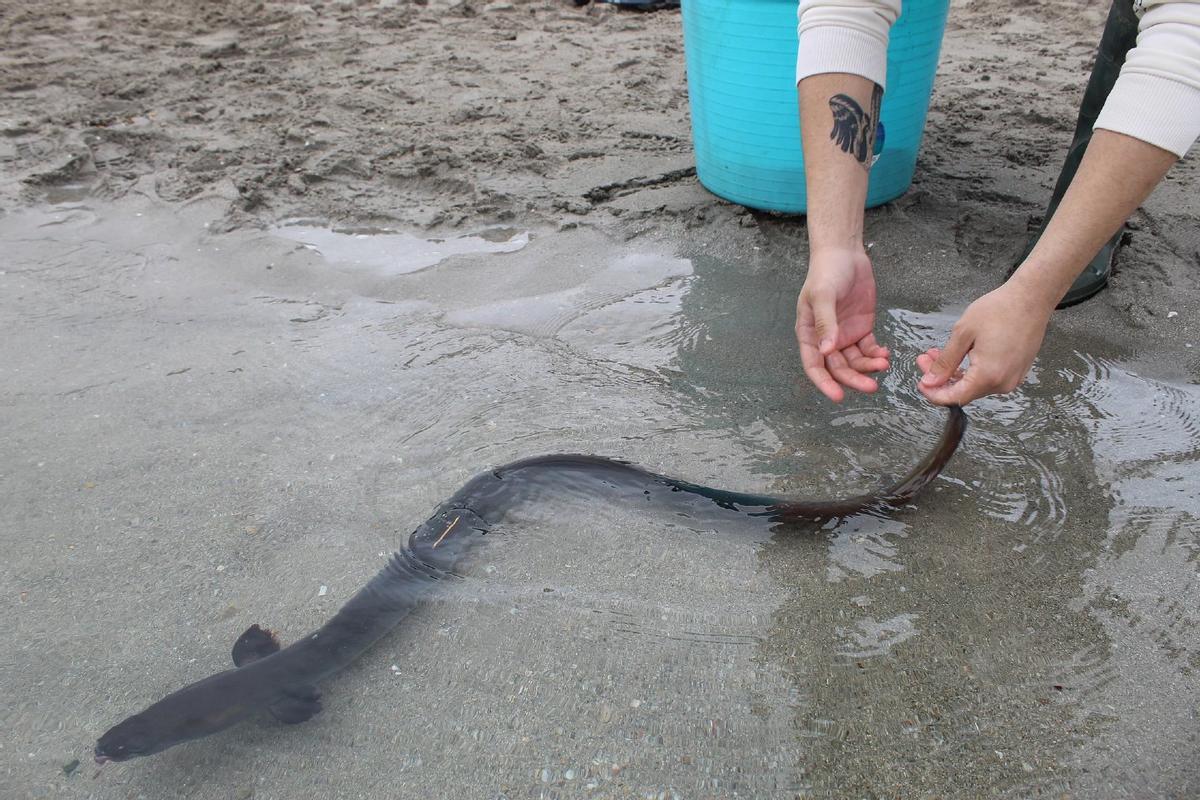 Liberación de una anguila europea.