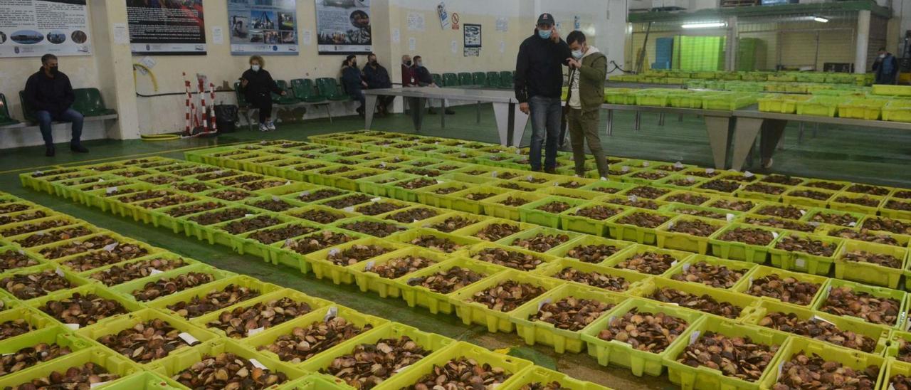 La lonja de Cambados, llena de cajas de volandeira. |   // NOÉ PARGA