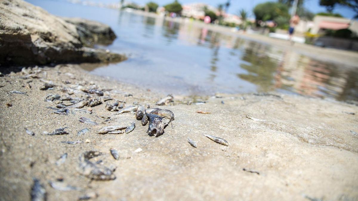 Peces muertos en la playa de la Isla, en La Manga.