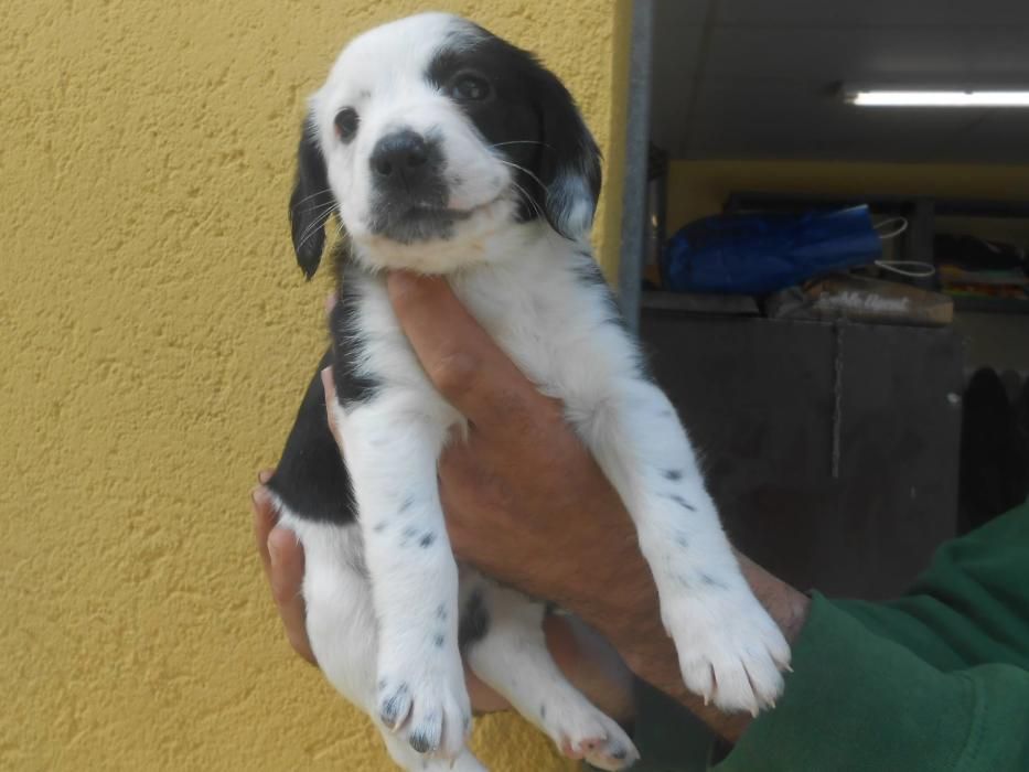 Abandonen deu cadells de gos en un contenidor de Riudarenes