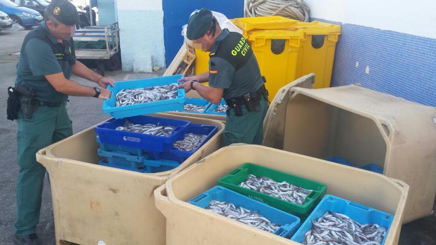 La Guardia Civil interviene en Altea 300 kilos de pescado inmaduro