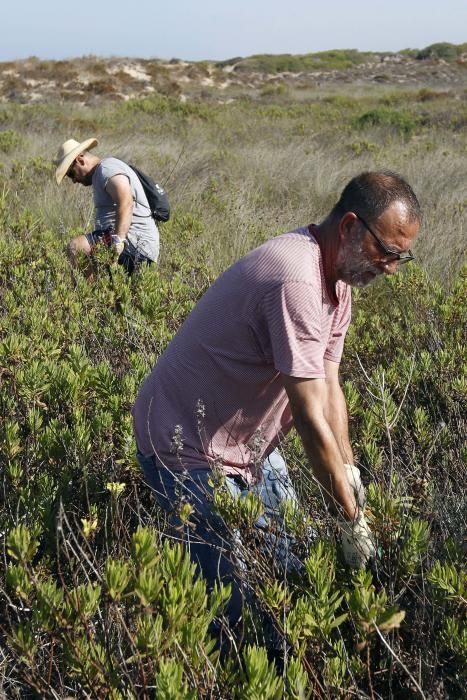 Limpieza de plantas invasoras en la Devesa del Saler