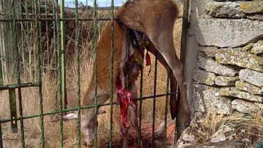 Una cierva clavada en una verja al intentar saltar a un huerto de Villanueva de Valrojo.