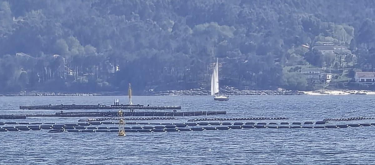 Algunas de las «long-line» instaladas en la ría de Muros-Noia. | M. MÉNDEZ