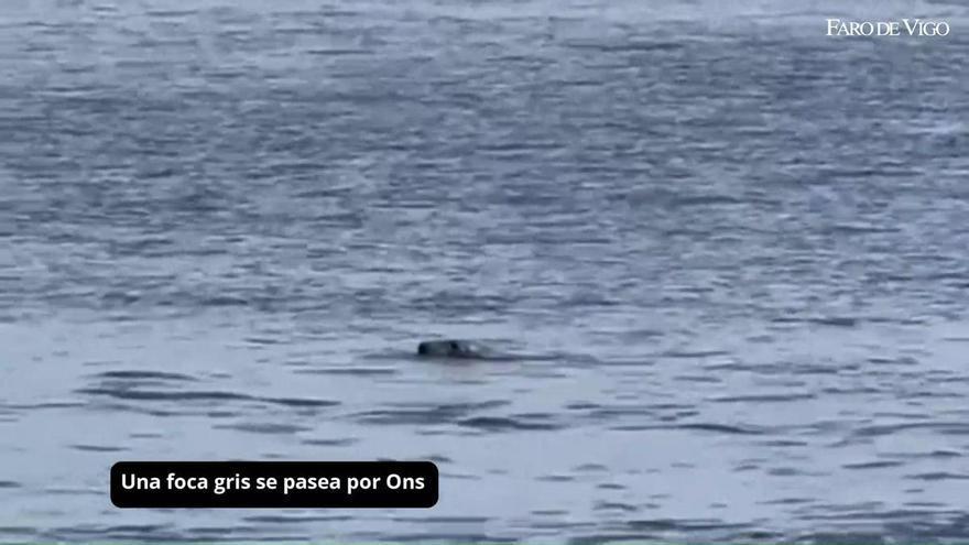 Una foca gris se pasea por Ons