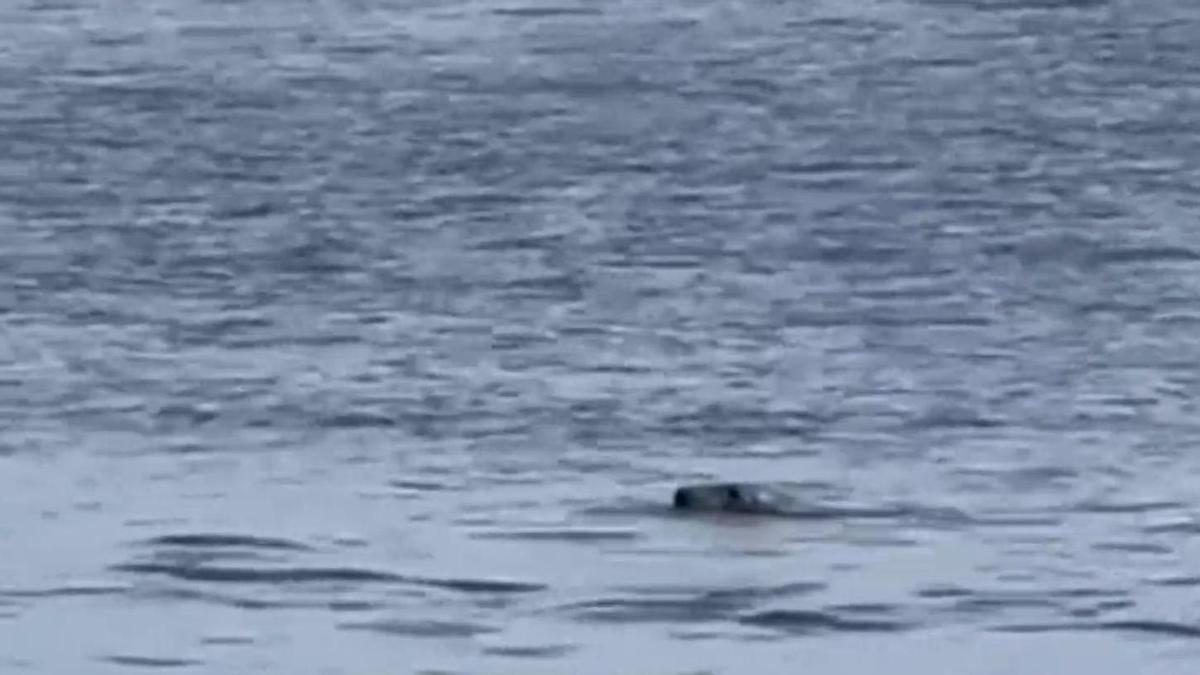 Una foca gris se pasea por Ons