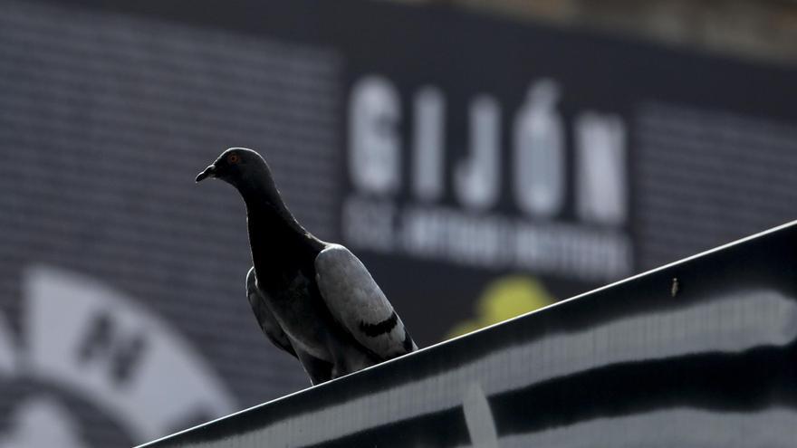 Así combate Gijón a las palomas: casi 900 capturas en el último control