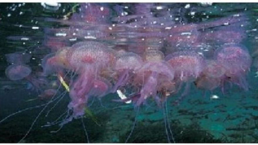 La medusa más temida del mundo llega a València