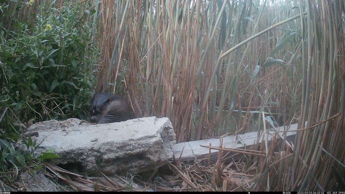 Esta es la especie que ha vuelto a colonizar el río Segura en Guardamar