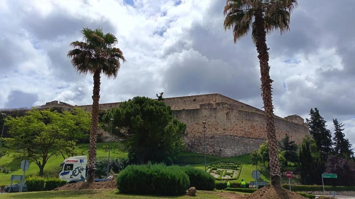 Palmeras en Zamora: ¿Son solo para climas tropicales? Mitos falsos sobre estas plantas