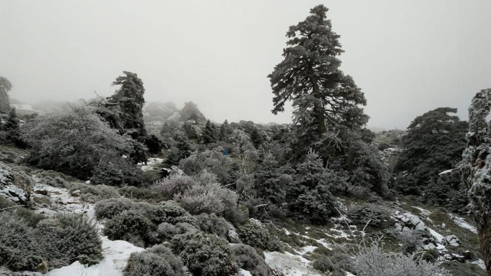 La Sierra de las Nieves se tiñe de blanco