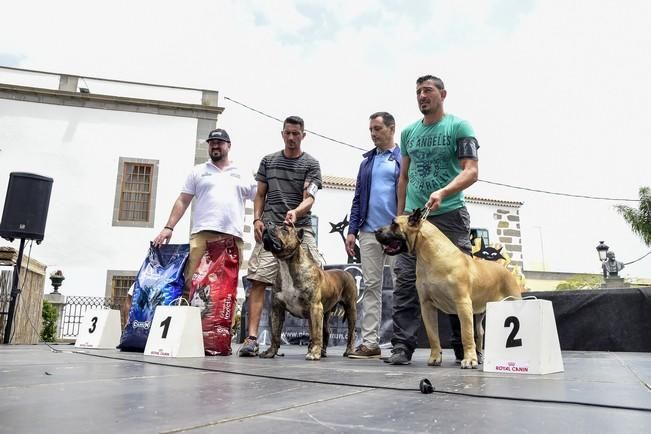 Celebración del I Certamen Nacional de perro ...