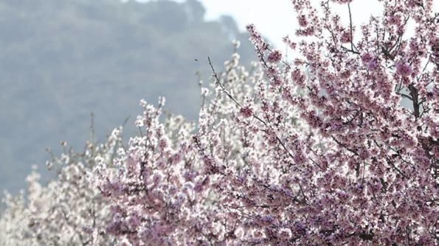 Almendros en flor en la Región de Murcia.