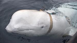 Esta imagen del folleto publicada por la Dirección de Pesca de Noruega (Servicio de Vigilancia del Mar) muestra una ballena blanca con un arnés, que fue descubierta por pescadores frente a la costa del norte de Noruega el 26 de abril de 2019. - Una ballena beluga, que se cree proviene de Rusia y atrapado usando un arnés sospechoso, ha estado causando revuelo entre los noruegos y ha sido objeto de intensas especulaciones.