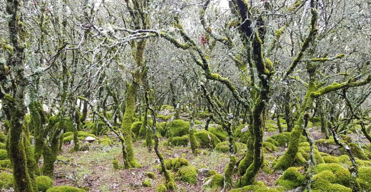 El paraíso tras las lluvias en la sierra de Cabra tras las lluvias