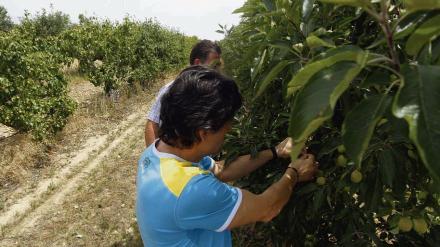 Observación de una parcela de árboles frutales en el Instituto Alfonso IX.