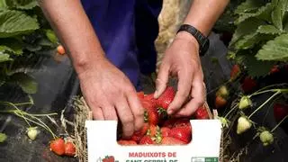 Las cosechas de fruta dulce son cada vez más tempranas: el cambio climático adelanta casi un mes la recogida de manzanas, higos y uvas