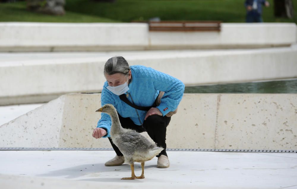 Pipi, durante su paseo diario junto a sus dueños Javier Sixto y su madre Divina Guerra. // Bernabé / Javier Lalín