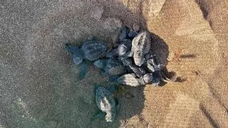 Más de un centenar de tortugas bobas nacen en las playas de Dénia y emprenden su carrera al mar