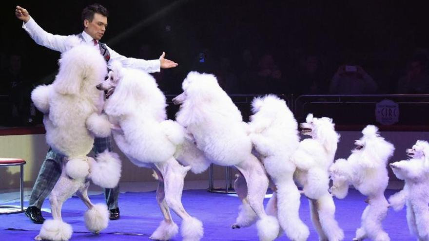 L&#039;espectacle dels gossos durant el festival