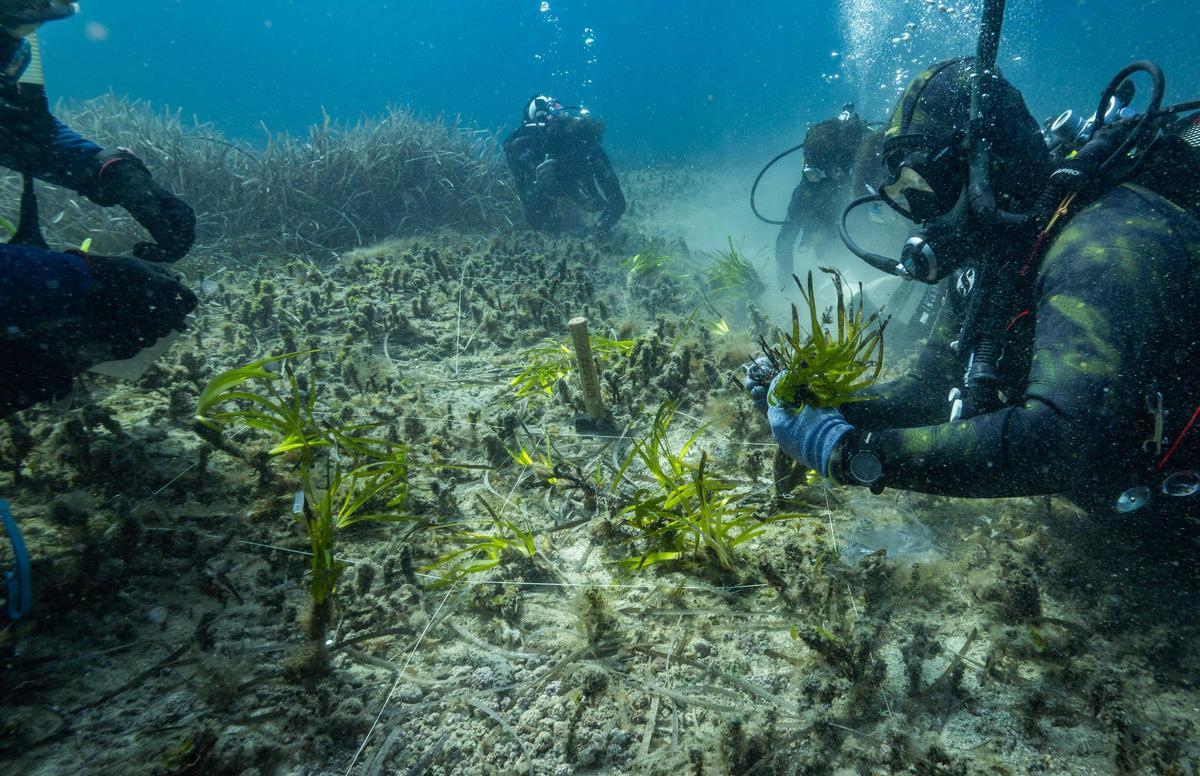 Galería: Un jardín submarino de posidonia de ses Salines Galería: Un jardín submarino de posidonia de ses Salines