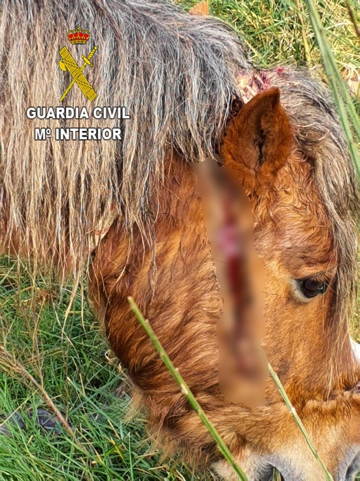 Estado en el que fue hallado el caballo por parte del Seprona.