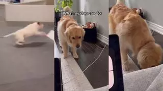 Este vídeo de un golden retriever te sacará un sonrisa: "Lo que este perro puede hacer"