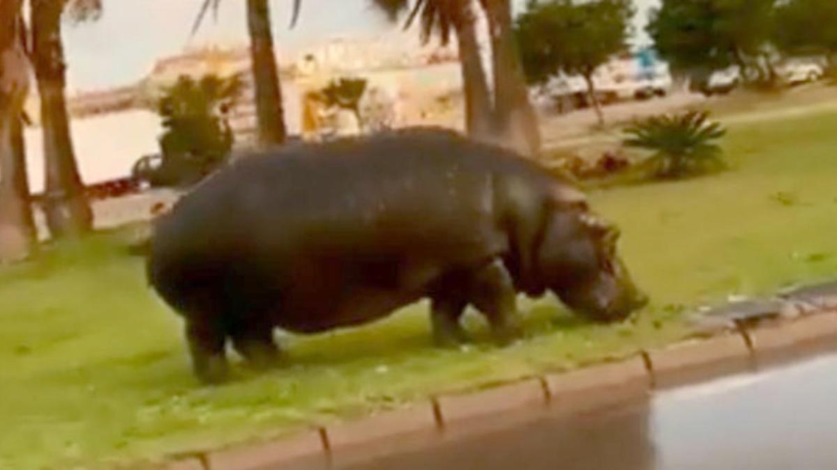 Un hipopótamo se escapa de un circo y campa a sus anchas por Roquetas de Mar (Almería) | Vídeo