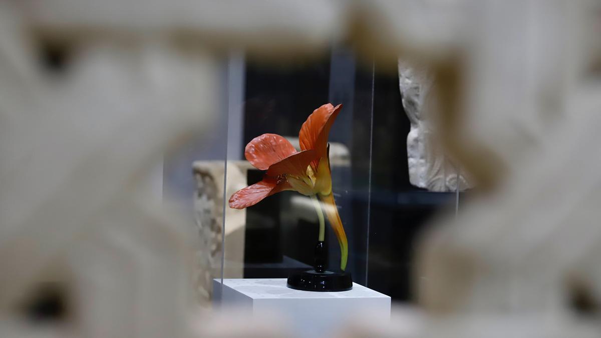 Flora expone el vínculo ancestral entre botánica y arqueología