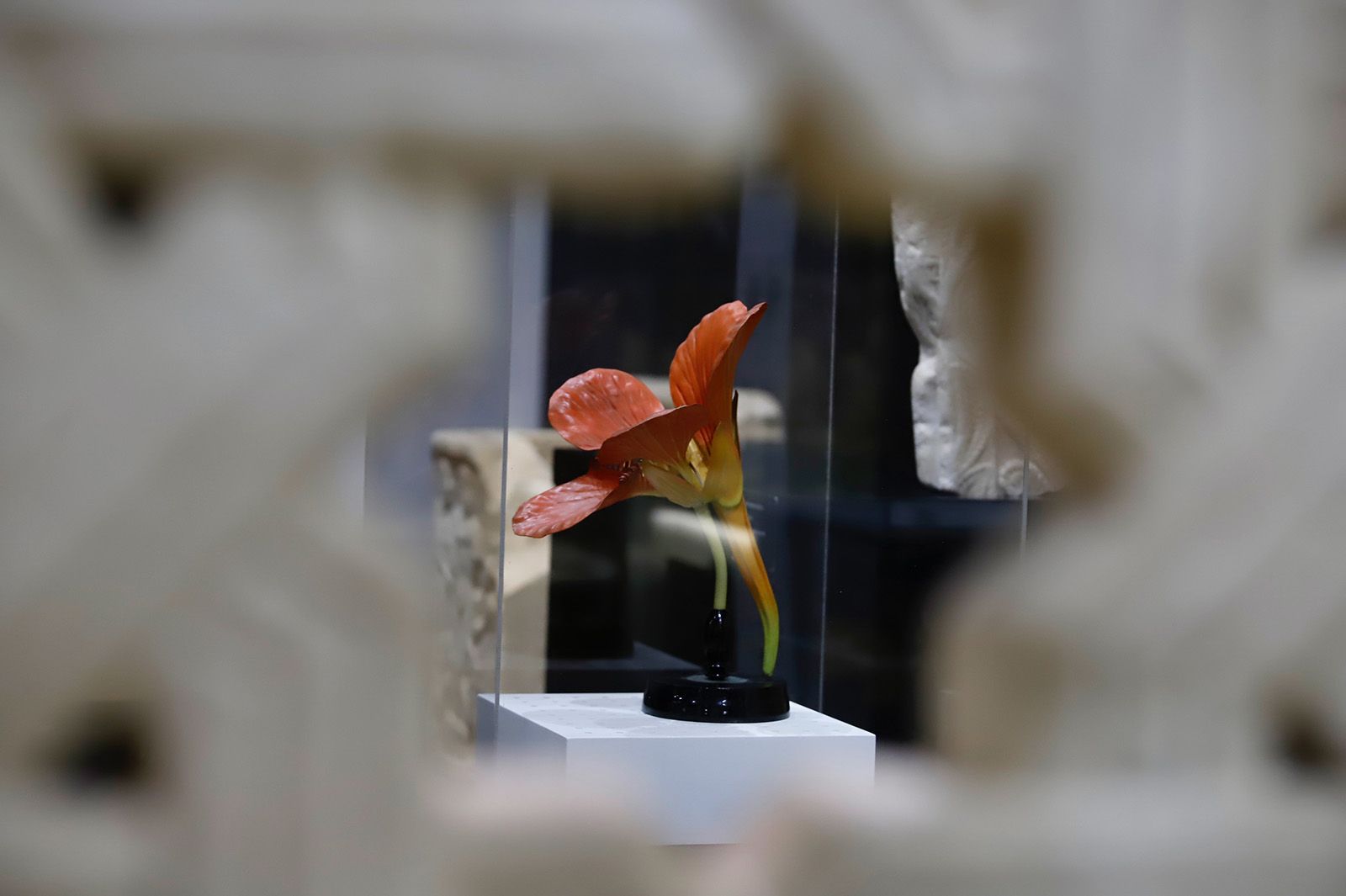 Flora expone el vínculo ancestral entre botánica y arqueología