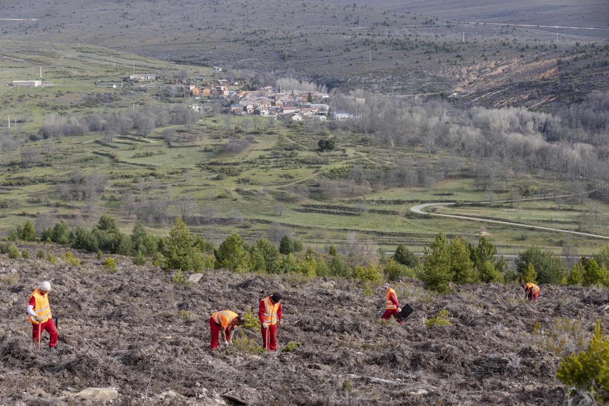 Trabajadores realizando tareas de reforestación en un proyecto de Motor Verde.