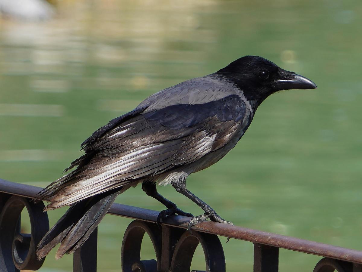 Corvus cornix.