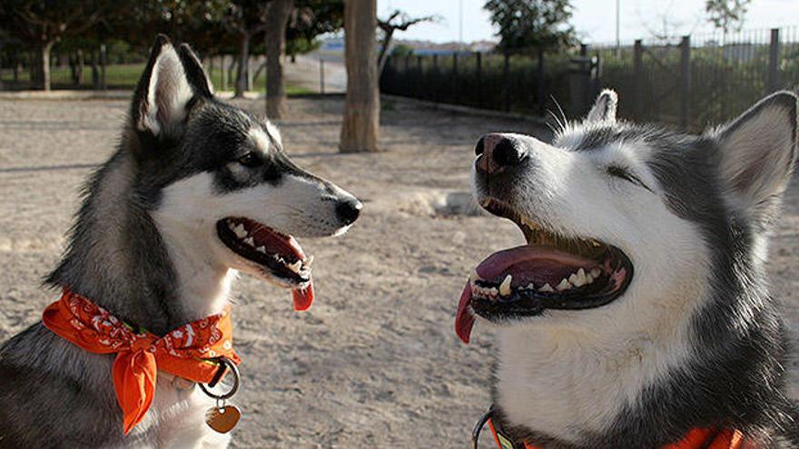 Sansa y Arya, dos huskys conocidos en la provincia de Alicante por su Instagram