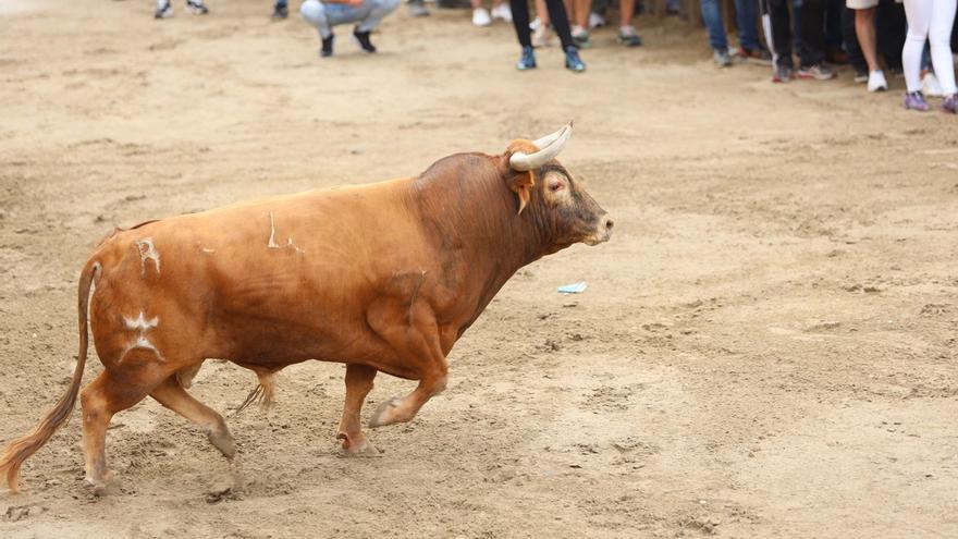 Milagro en los &#039;bous&#039; de la Vall: Un aficionado salva la vida tras sufrir una cornada en la zona de la mandíbula