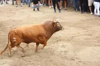 Milagro en los 'bous' de la Vall: Un aficionado salva la vida tras sufrir una cornada en la zona de la mandíbula