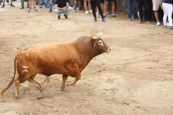 Cogida en los 'bous': Herido un aficionado de la Vilavella de 51 años