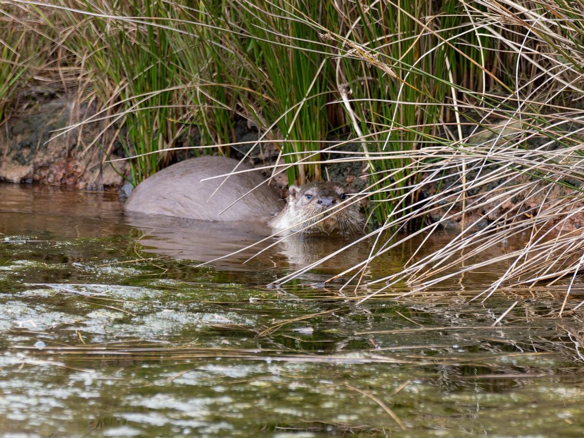 Las excepcionales imágenes tomadas por Amador Nogueiro en el estuario maliayés