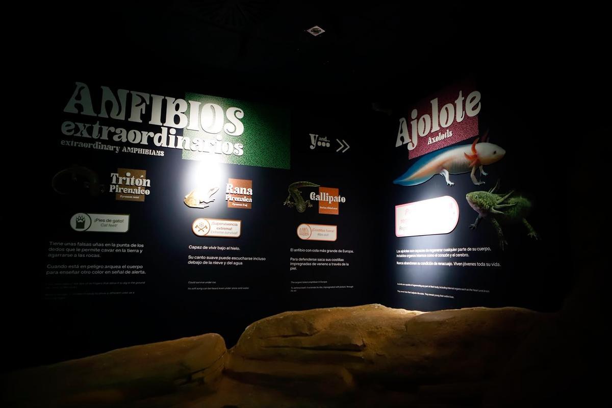 El Acuario de Zaragoza inaugura una nueva instalación con el ajolote como protagonista.