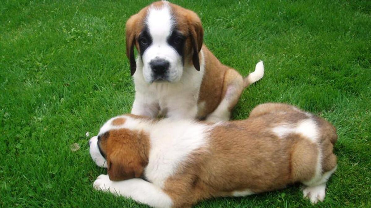 Dos cachorros jugando.