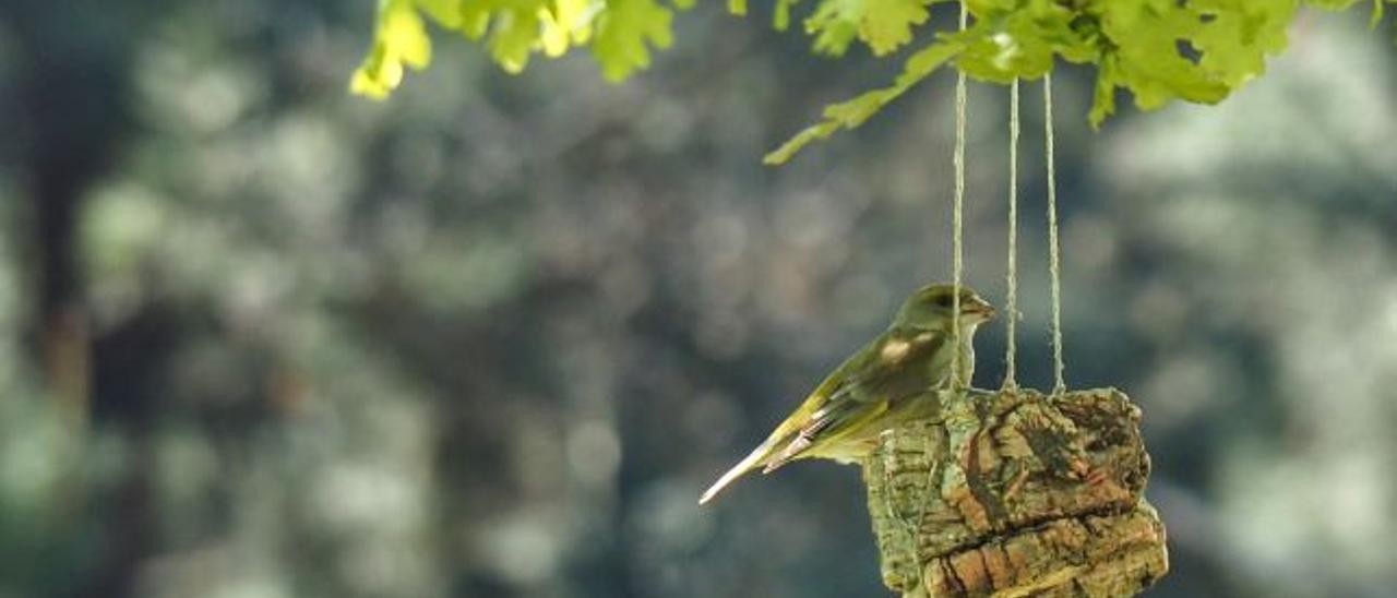 Los pájaros serán grandes protagonistas este verano en las actividades del Parque Arqueolóxico de Campo Lameiro