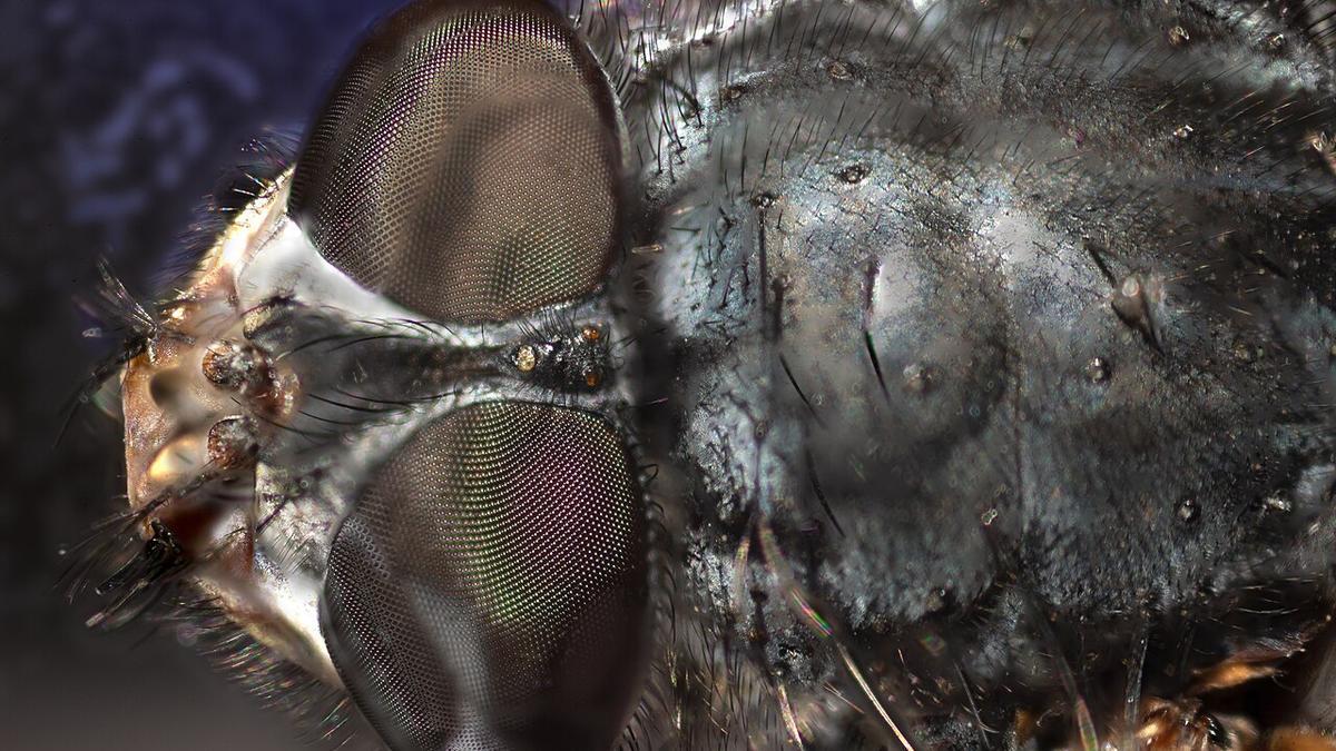 Imagen de Drosophila melanogaster, más conocida como mosca de la fruta.