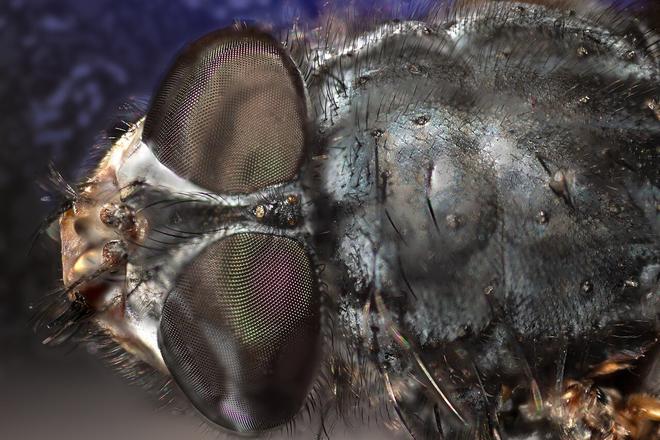 Imagen de Drosophila melanogaster, más conocida como mosca de la fruta.