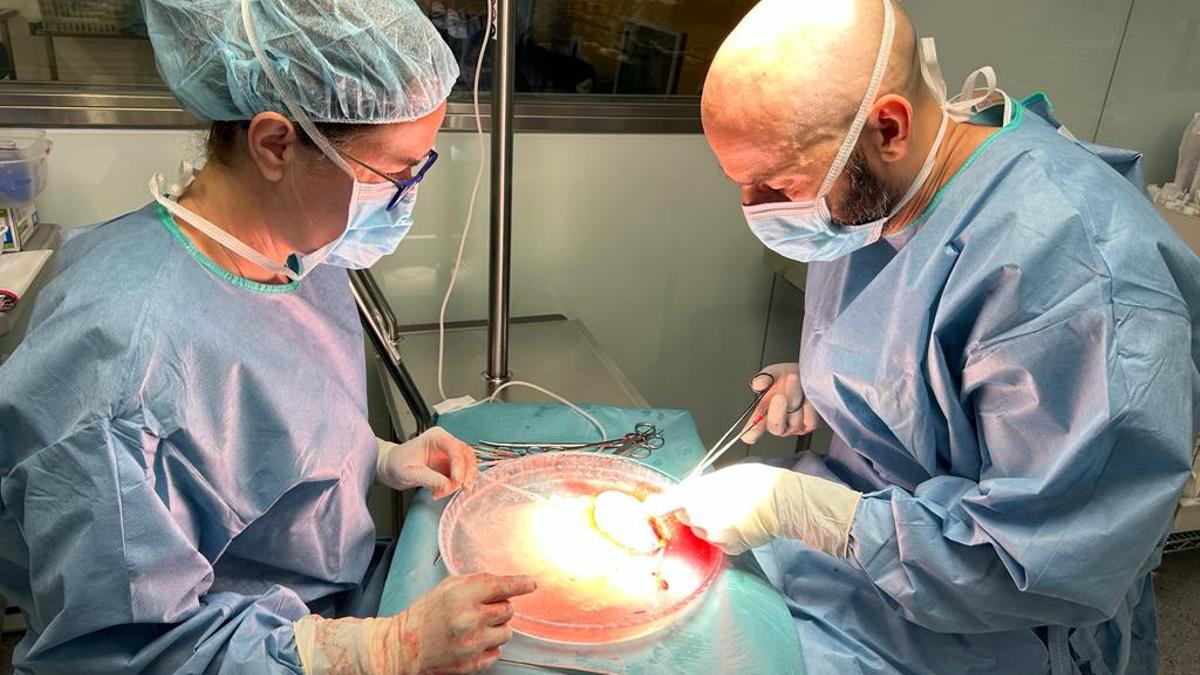 Cirugía de trasplante en el Clínic de Barcelona