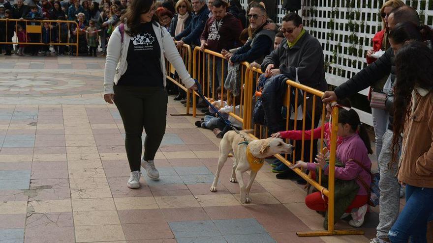 La Mancomunitat aprueba la licitación de la recogida de animales que elimina el sacrificio