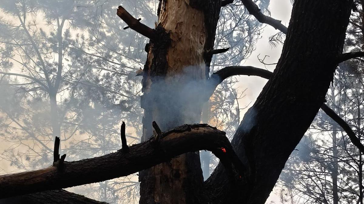 Los rayos sobre dos grandes pinos provocan dos incendios en plena Sierra de la Culebra