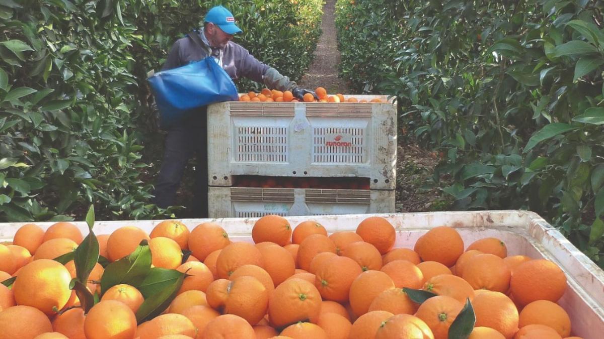 Recogida de la naranja en explotación de la Vega del Guadalquivir de Córdoba.