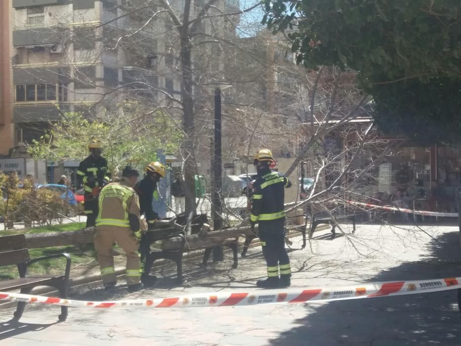 Caída de un árbol en el Parque de Benalúa en Alicante