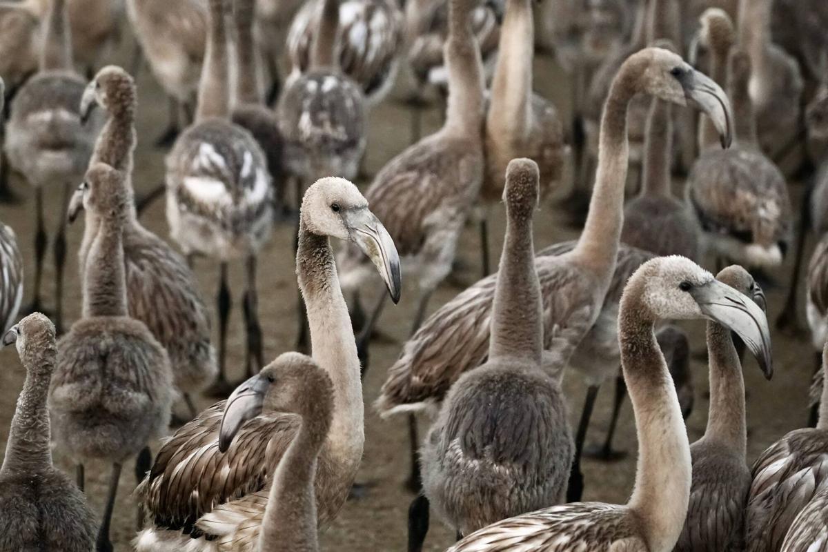 Mas de 400 voluntarios asisten al anillamiento de pollos de flamencos en la Laguna de Fuente de Piedra