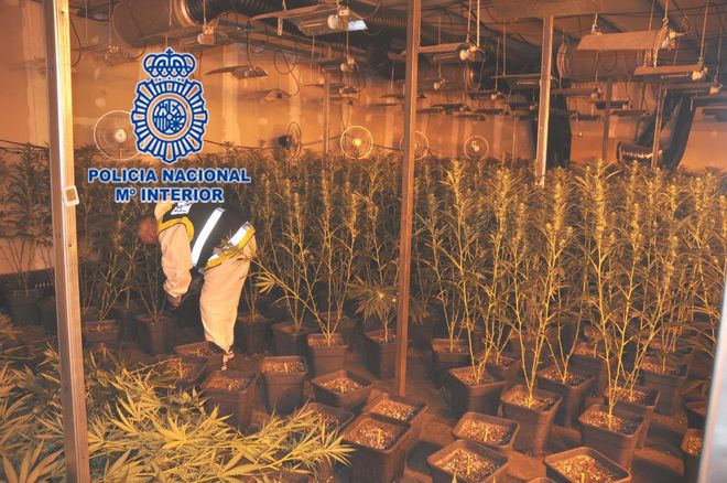 La Policía desarticula la mayor banda china de producción de marihuana en Gijón