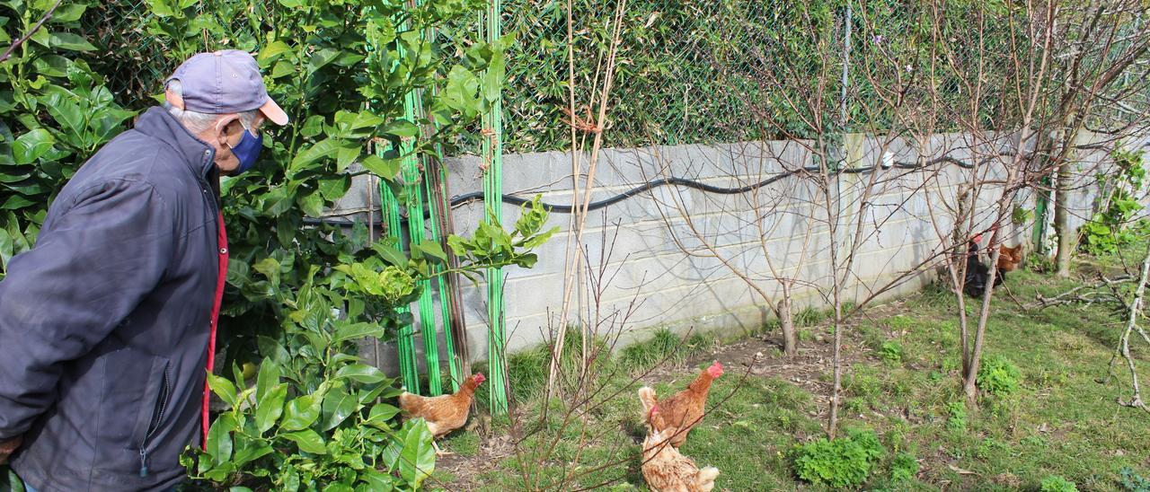 Un vecino observa a sus gallinas.